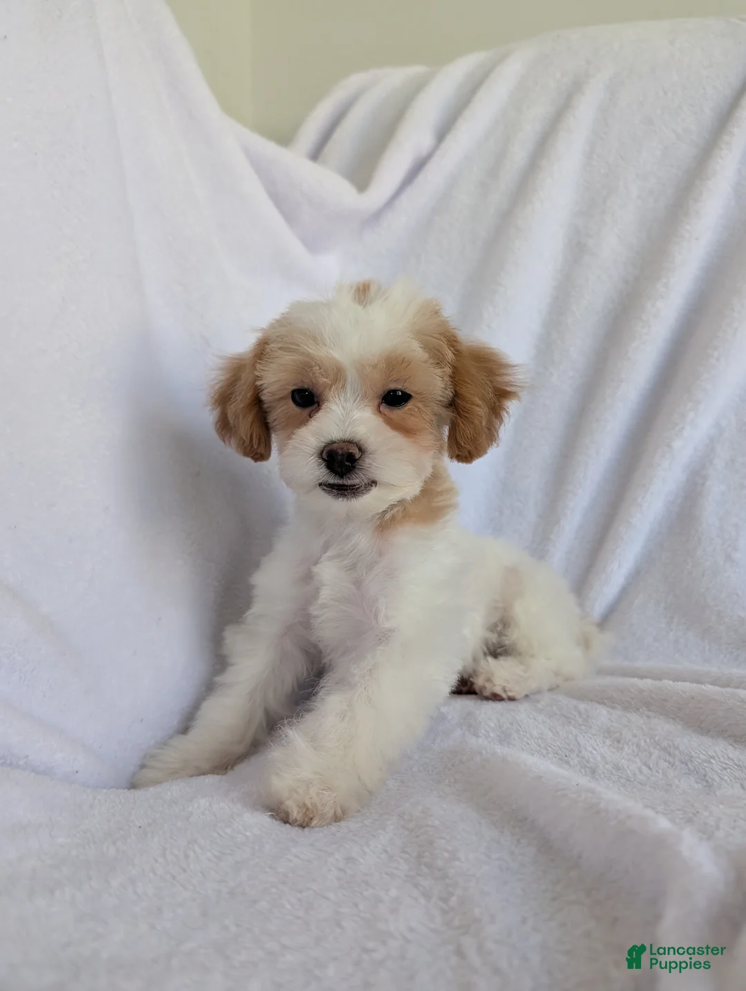 Bichpoo dogs for sale: River - Ad 1