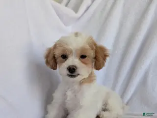 Bichpoo dogs for sale: River - Ad 2