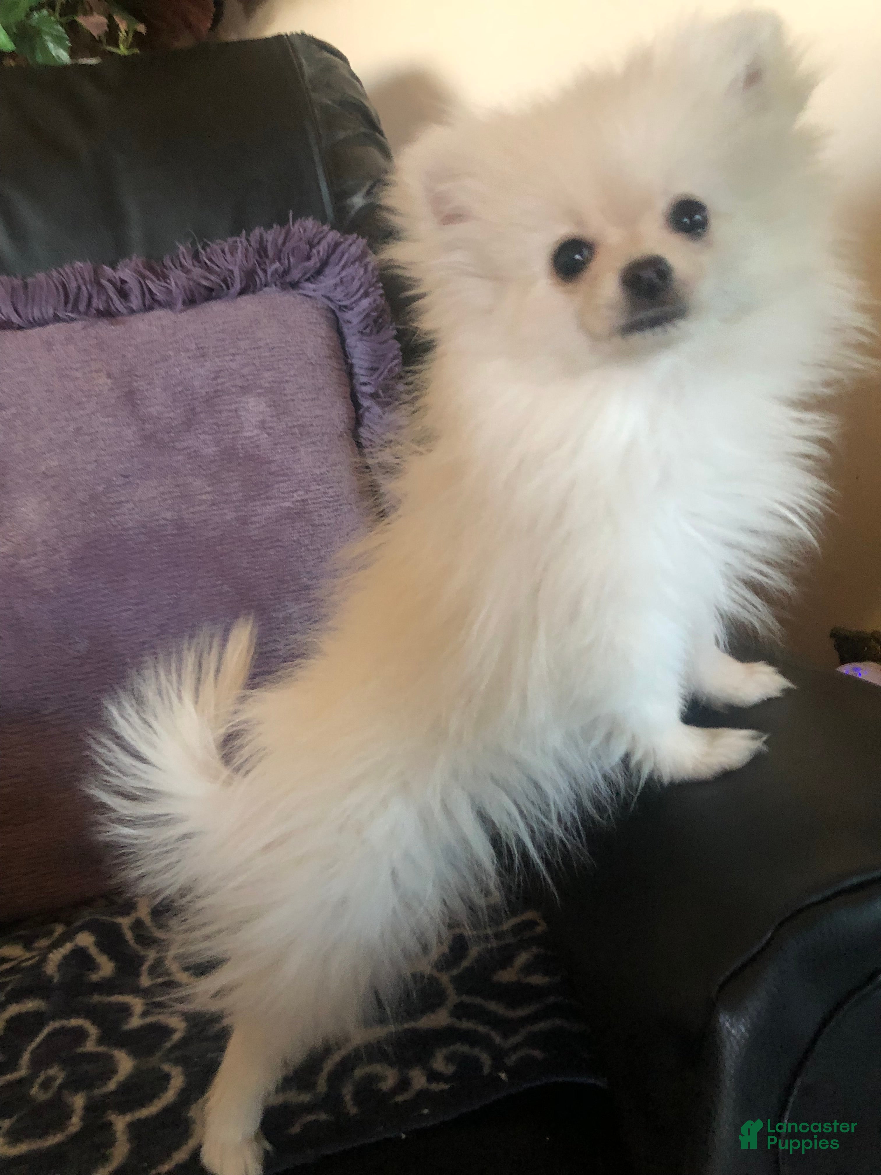 Pomeranian dogs Sylvie - Ad 2