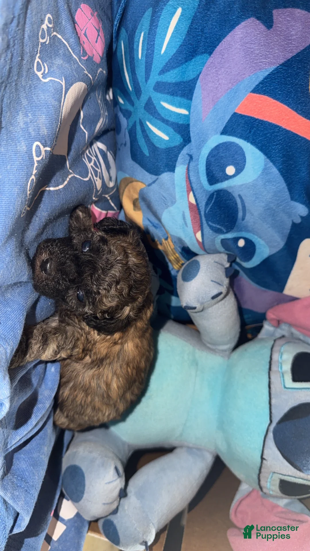 Teddy Bear dogs for sale: Teddy Bear - Noah - Ad 1