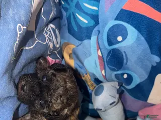 Teddy Bear dogs for sale: Teddy Bear - Noah - Ad 2