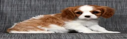 Cavalier King Charles Spaniel dogs for sale: Olivia - Ad 9