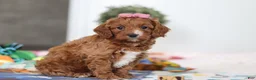 Cavapoo dogs for sale: Brielle - Ad 3