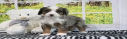Mini Bernedoodle dogs for sale: Rachael - Ad 3