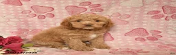 Cockapoo dogs for sale: Joziah  - Ad 3