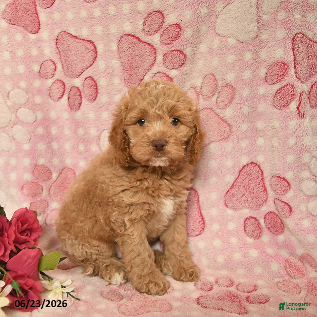 Cockapoo dogs for sale: Joziah  - Ad 3