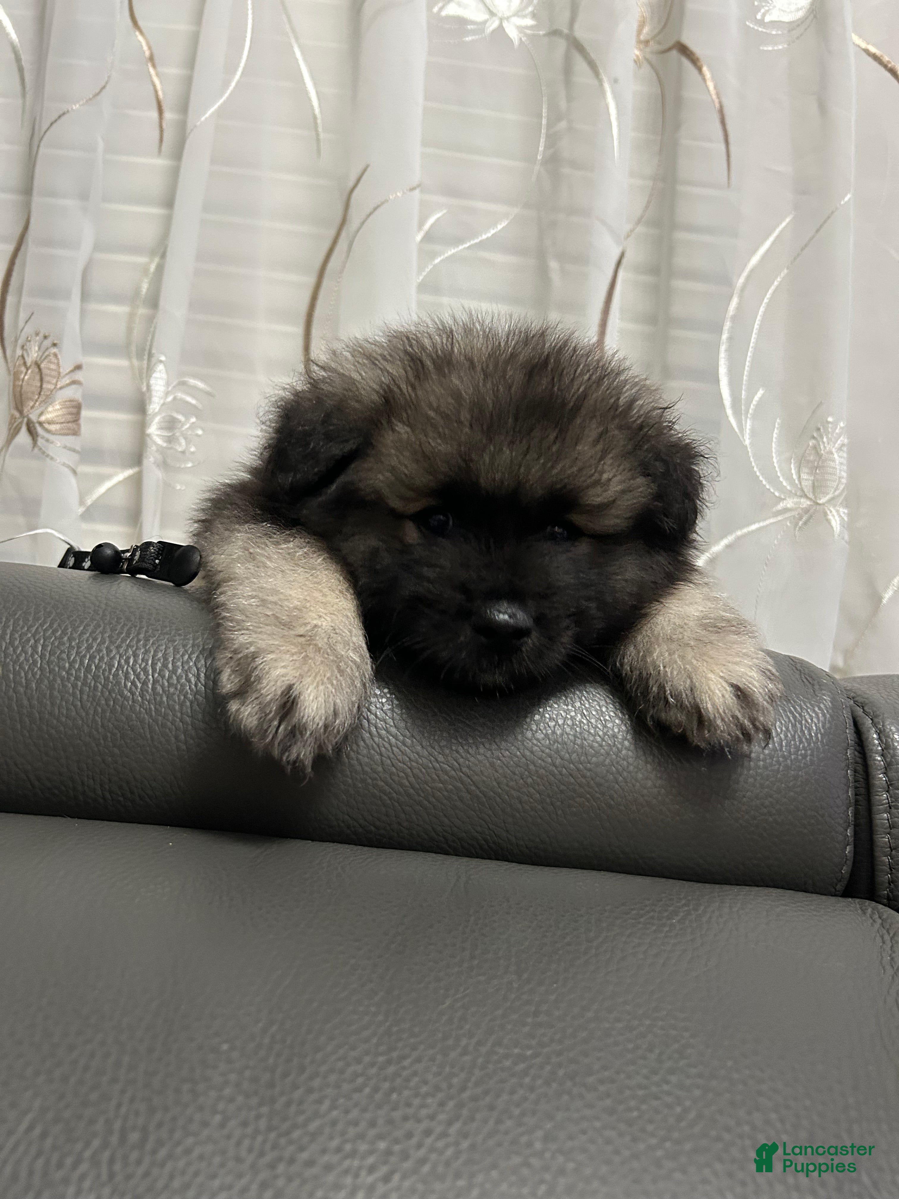 Keeshond dogs Milo - Ad 6