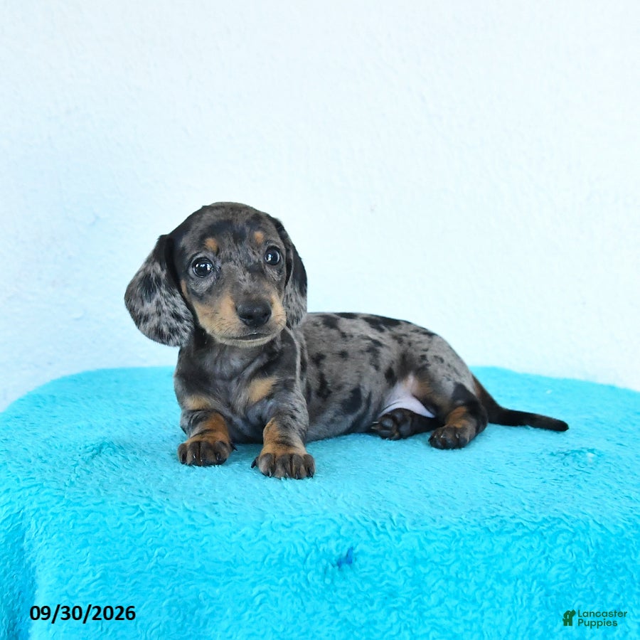 Miniature Dachshund dogs Hazel - Ad 2