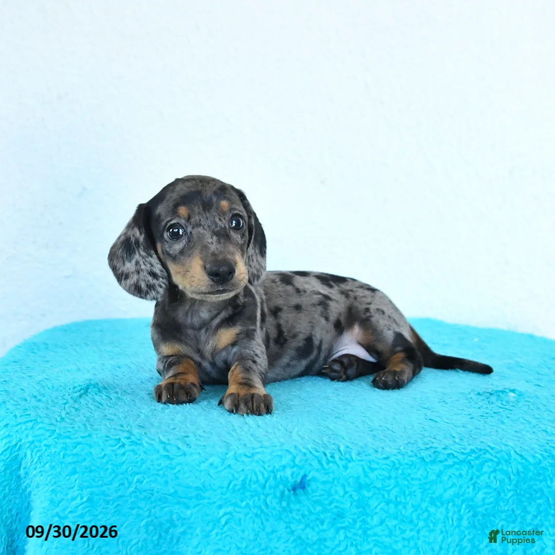 Miniature Dachshund dogs for sale: Hazel - Ad 2