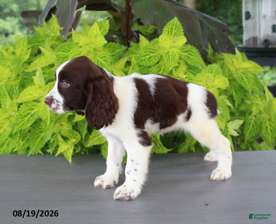 English Springer Spaniel dogs Macy - Ad 2