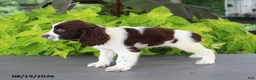 English Springer Spaniel dogs for sale: Macy - Ad 2