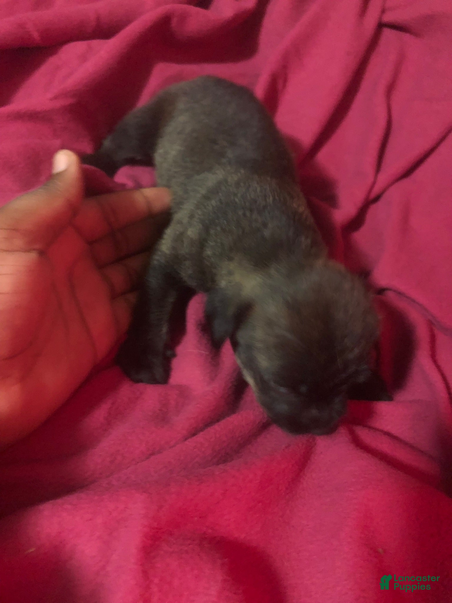 Mixed Breed dogs for sale: Joey 💨 - Ad 4