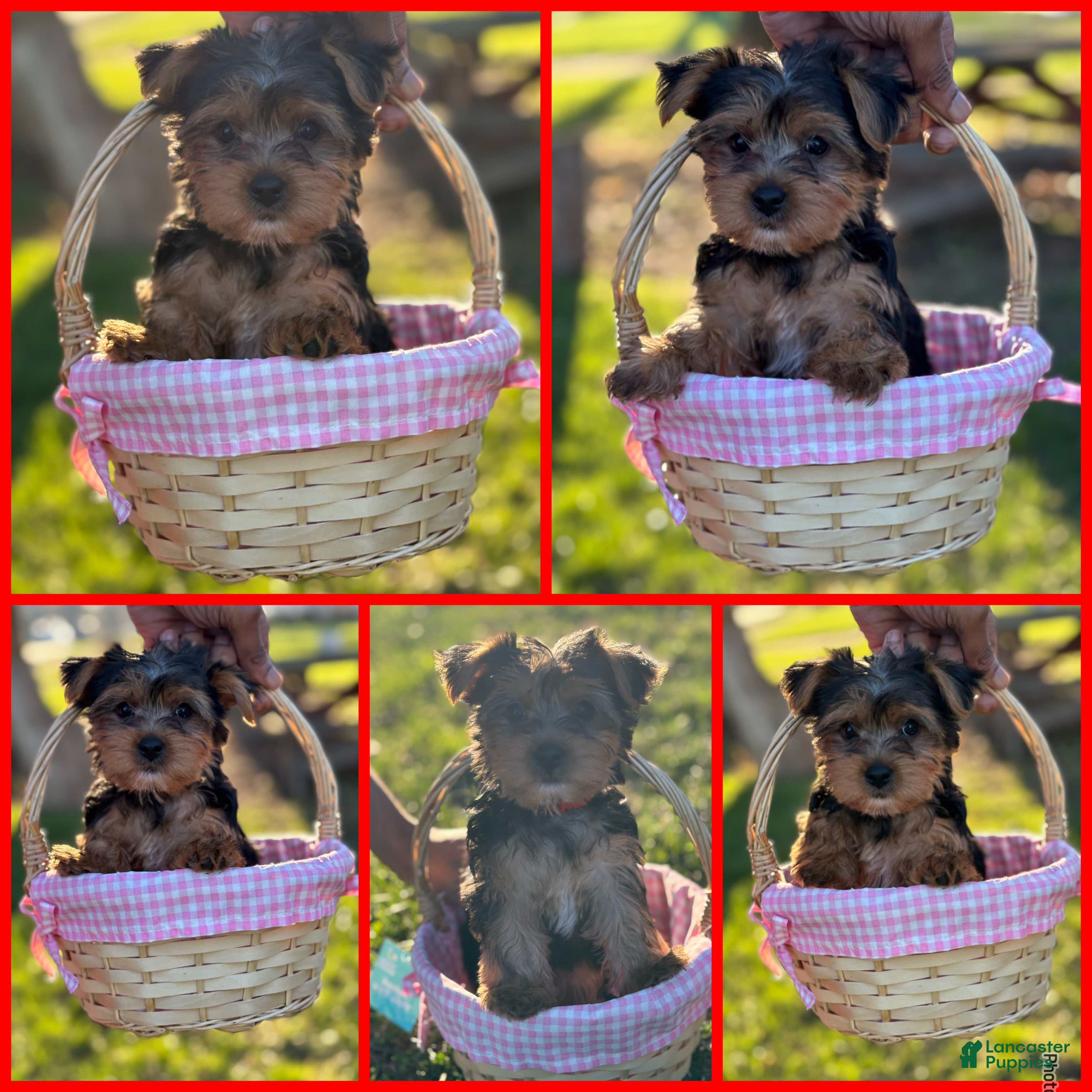 Yorkshire Terrier dogs Suki Red aka Parti Girl - Ad 28