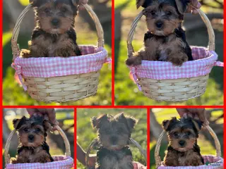 Yorkshire Terrier dogs Suki Red aka Parti Girl - Ad 14