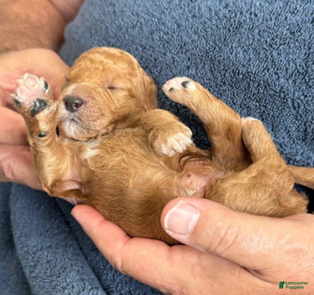 Goldendoodle dogs for sale: Male Blue Collar(Treasure) - Ad 4