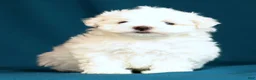 Maltese dogs for sale: Angie - Ad 5