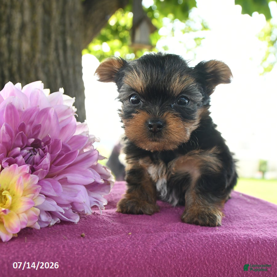 Yorkshire Terrier dogs Tessy - Ad 1