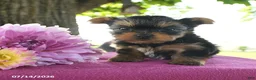 Yorkshire Terrier dogs for sale: Tessy - Ad 1