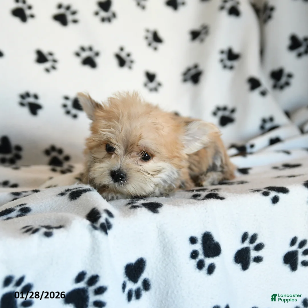 Morkie dogs for sale: Norman - Ad 2