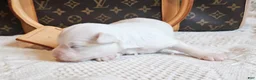 Mixed Breed dogs for sale: Spot - Ad 9