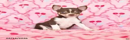 Chihuahua dogs for sale: Joelle - Ad 1