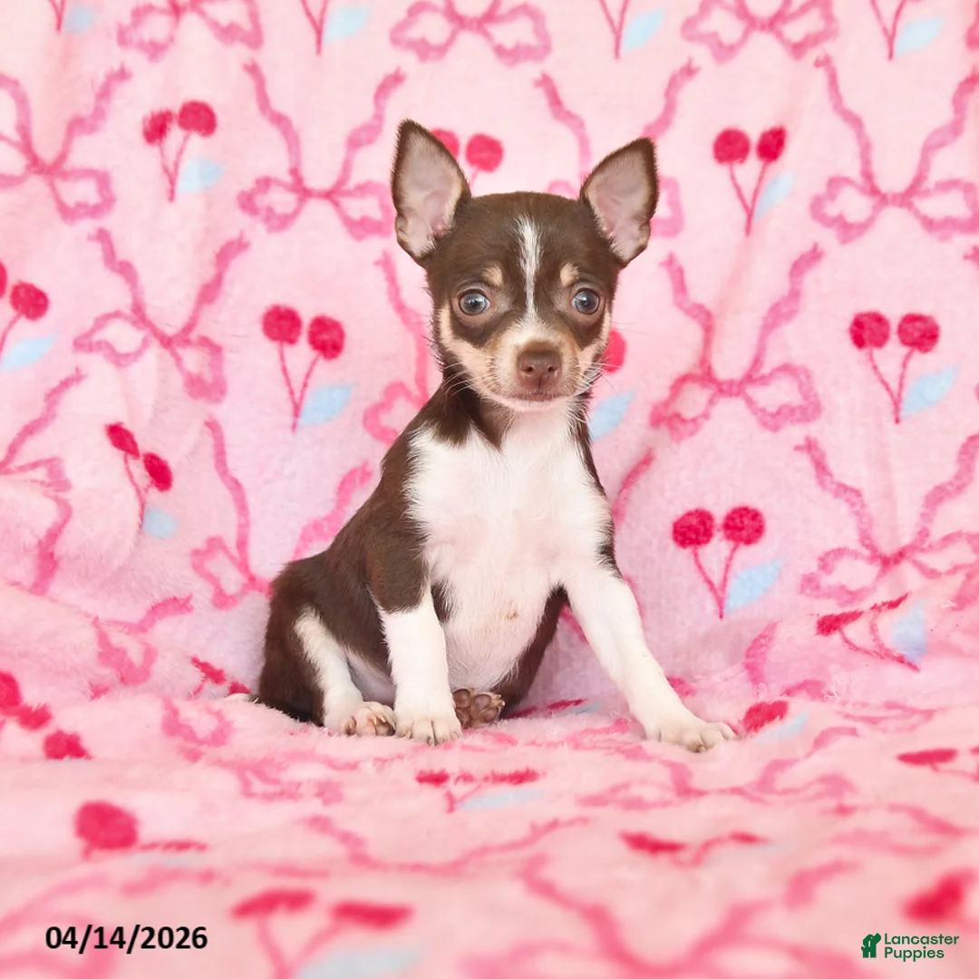 Chihuahua dogs for sale: Joelle - Ad 1