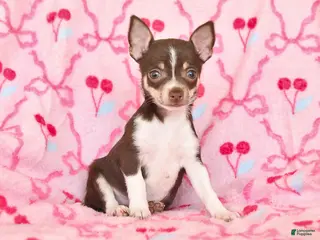 Chihuahua dogs for sale: Joelle - Ad 3