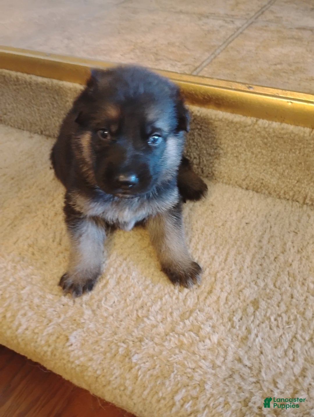 German Shepherd dogs for sale: German Shepherd Puppy 3 - Ad 9