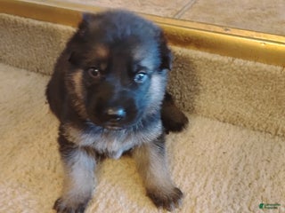 German Shepherd dogs - Ad 12