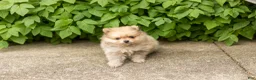 Pomeranian dogs for sale: Chip  - Ad 2