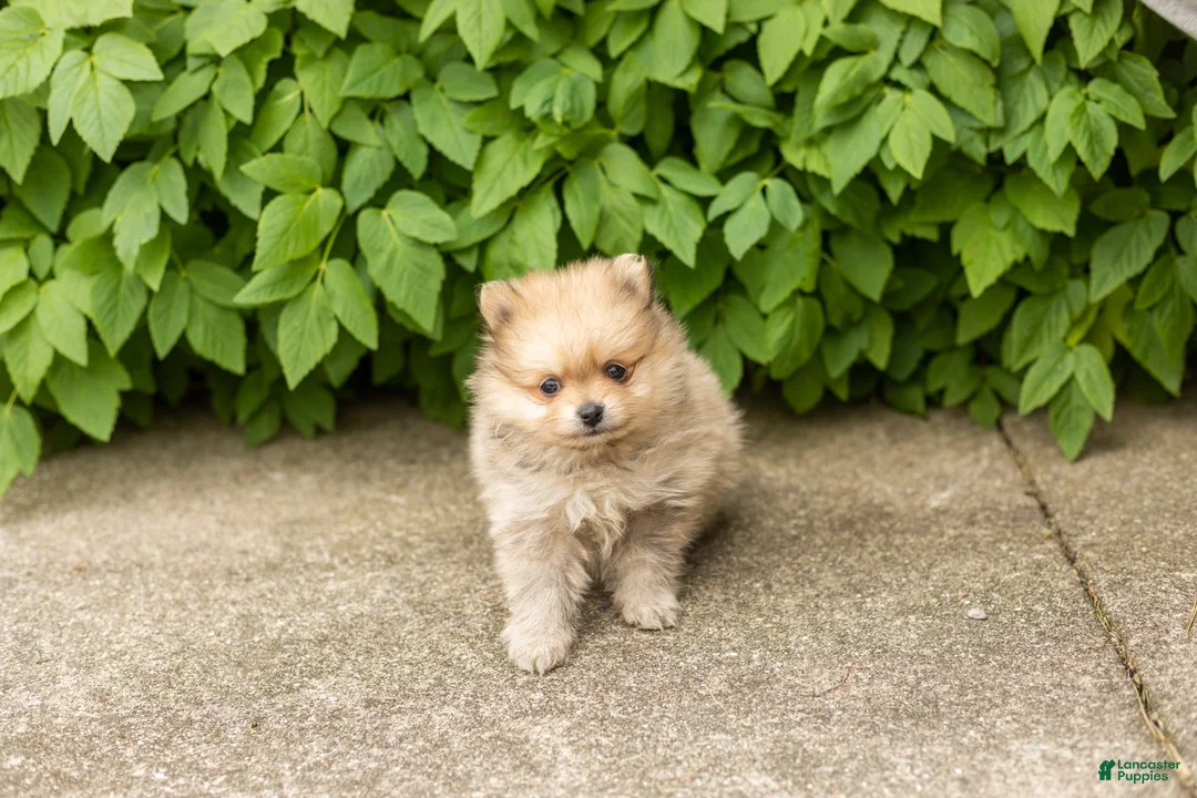 Pomeranian dogs for sale: Chip  - Ad 2