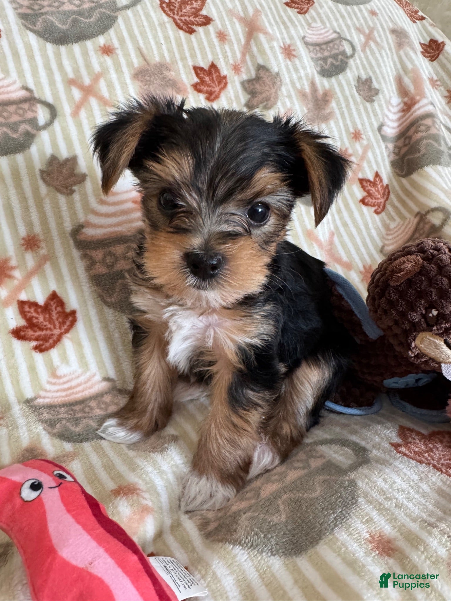 Yorkshire Terrier dogs Yorkshire Blue - Ad 1