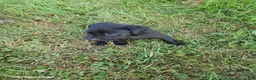 Labrador Retriever dogs for sale: Tucker - Ad 5