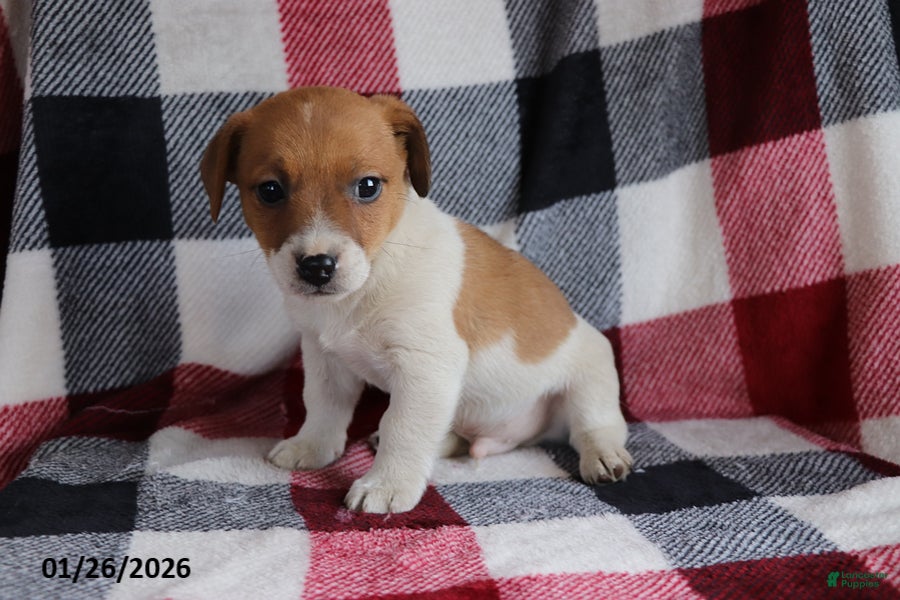 Jack Russell Terrier dogs Rusty - Ad 2