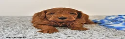 Mini Goldendoodle dogs for sale: Sawyer - Ad 8