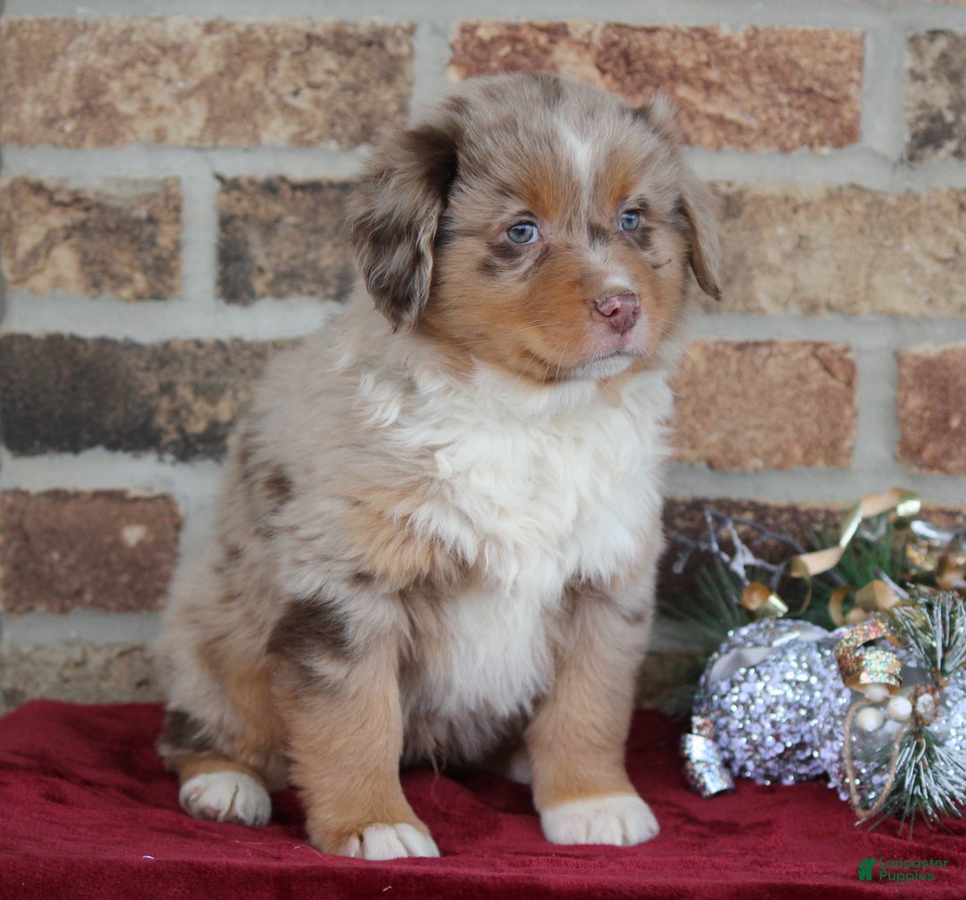 Miniature Australian Shepherd dogs for sale: Marshall - Ad 4