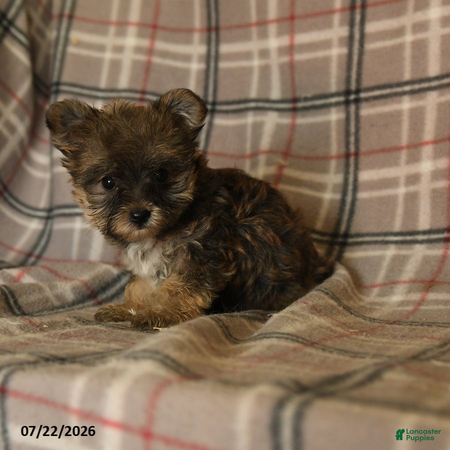 Morkie dogs Zoe - Ad 2