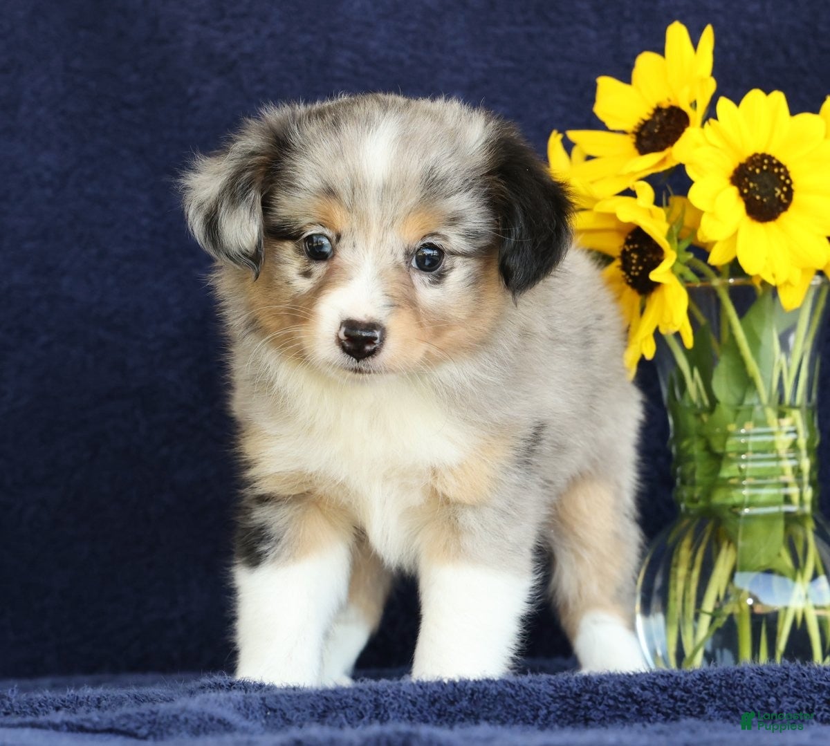Mixed Breed dogs for sale: Connie - Ad 1