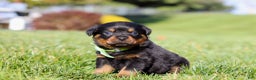 Rottweiler dogs for sale: Maverick - Ad 4
