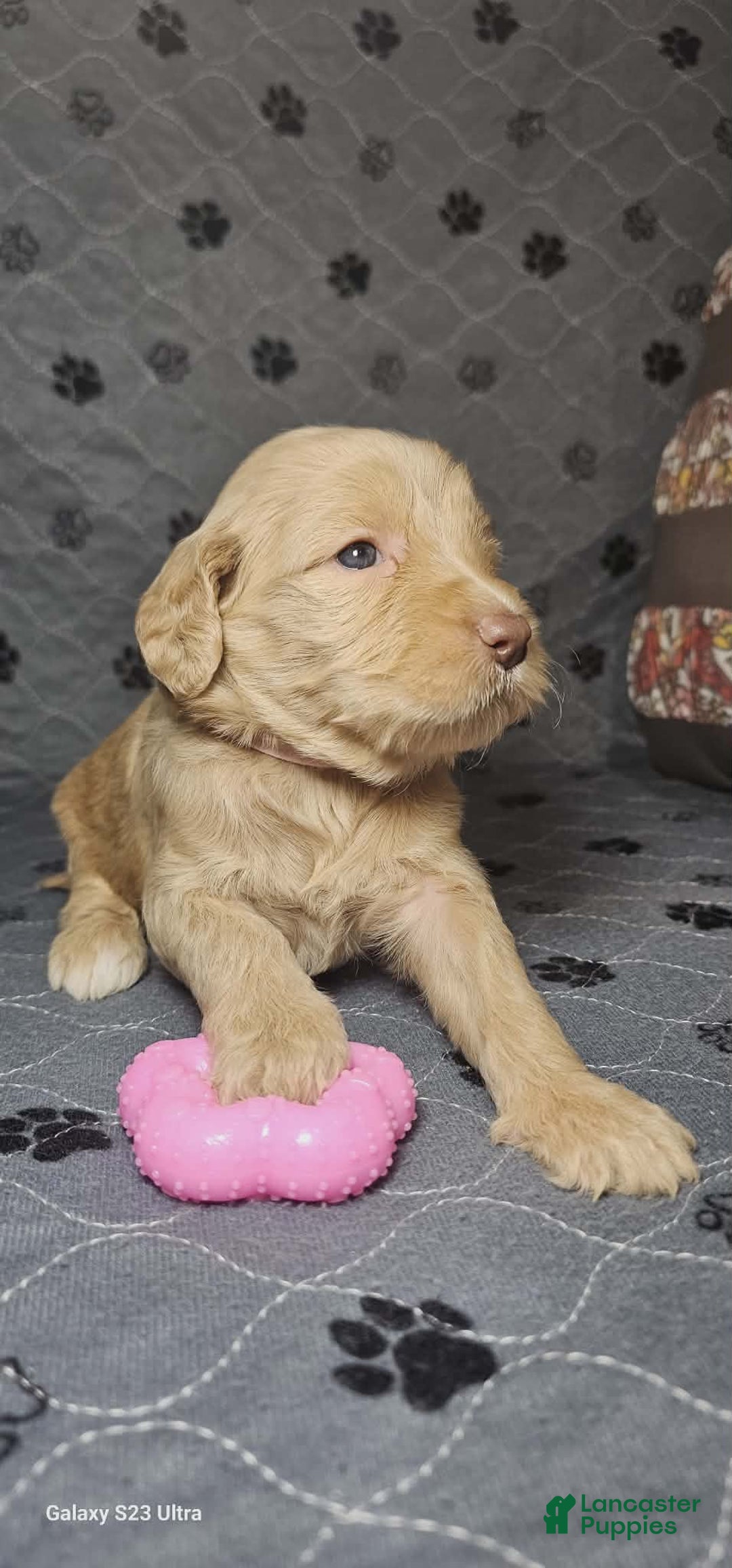 Goldendoodle dogs for sale: French Vanilla - Ad 4