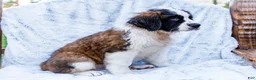 Saint Bernard dogs for sale: Jody - Ad 6