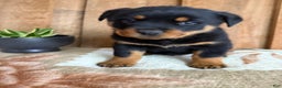 Rottweiler dogs for sale: Luke - Ad 14