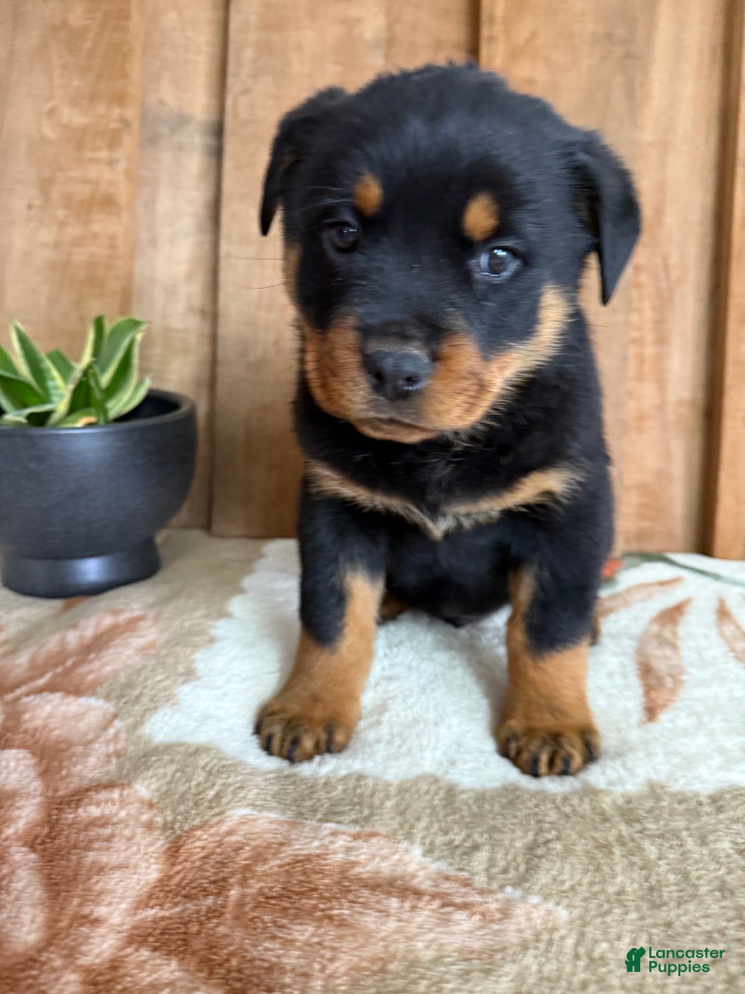 Rottweiler dogs for sale: Luke - Ad 14