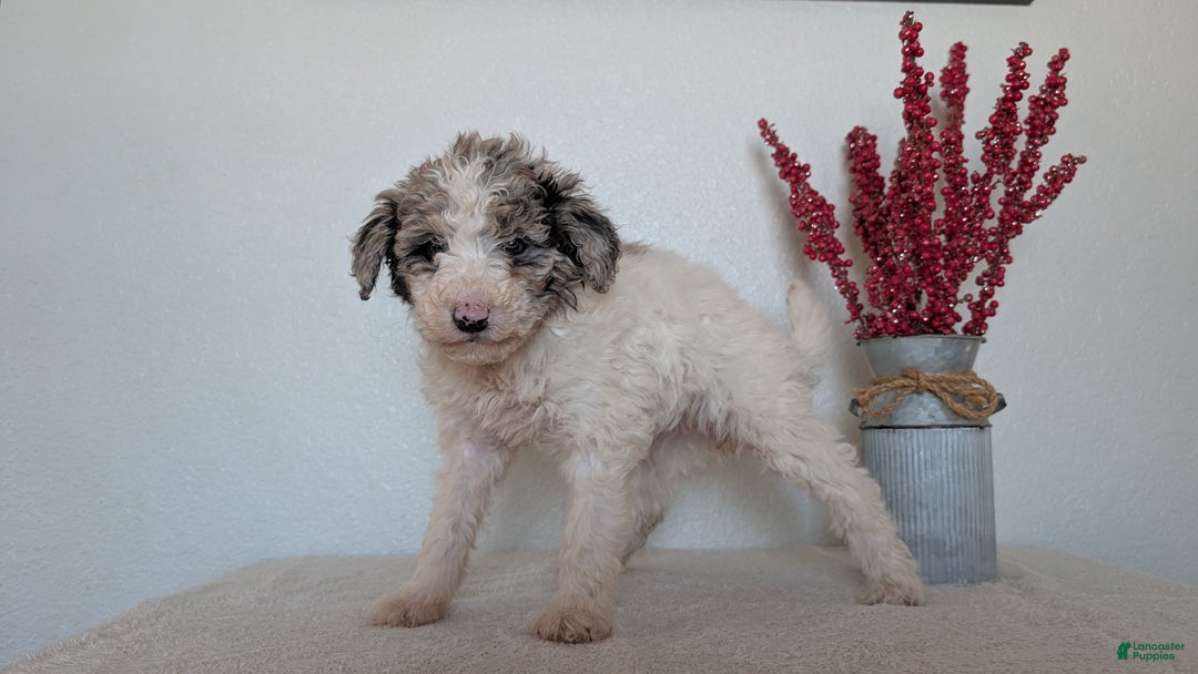 Mini Bernedoodle dogs for sale: Valerie  - Ad 8