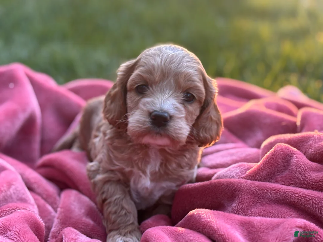 Cockapoo dogs for sale: Finn - Ad 1