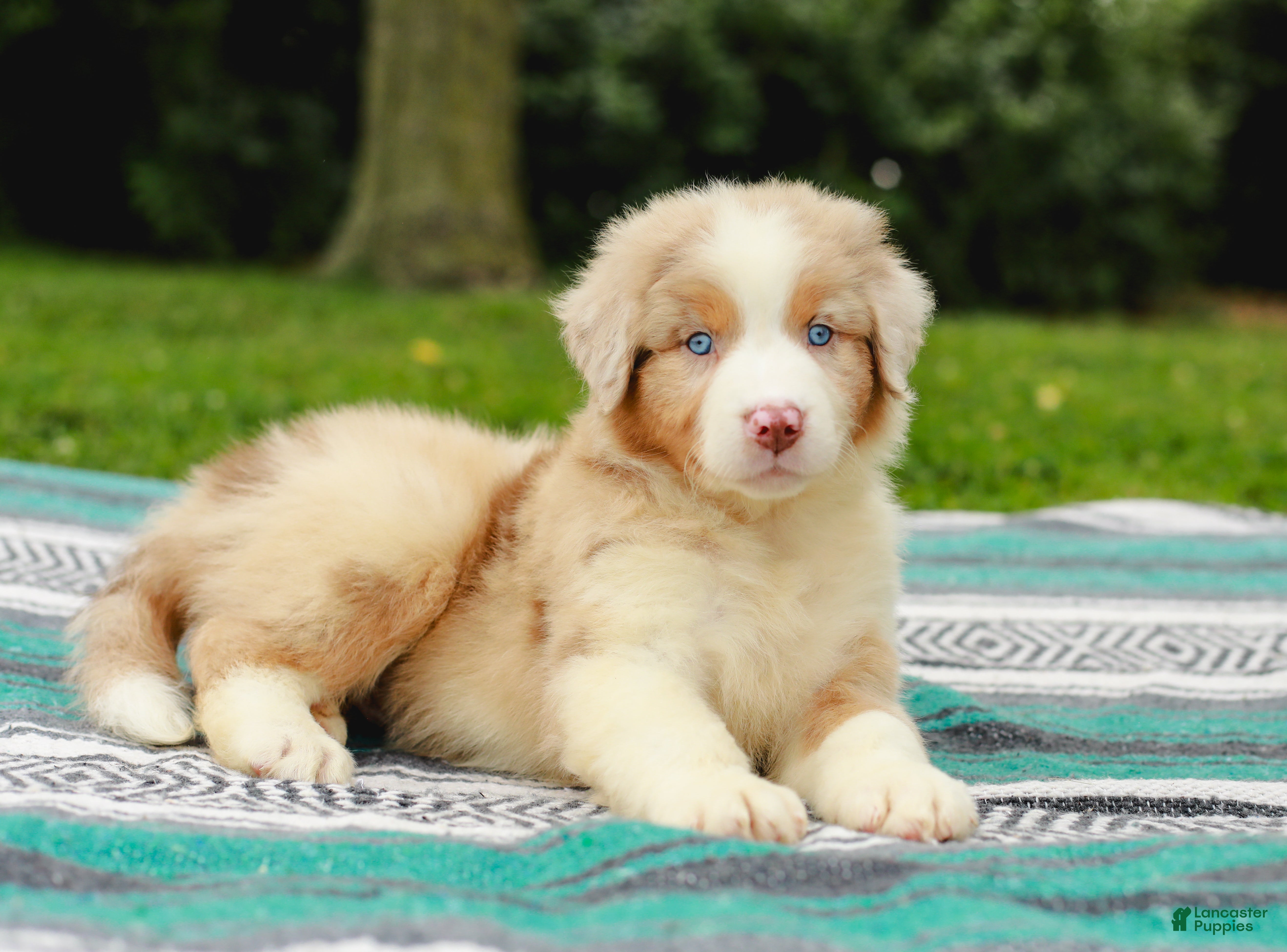 Australian Shepherd dogs Winston - Ad 2