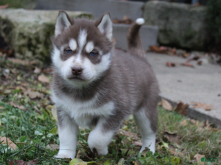 Siberian Husky dogs Rusty - Ad 8