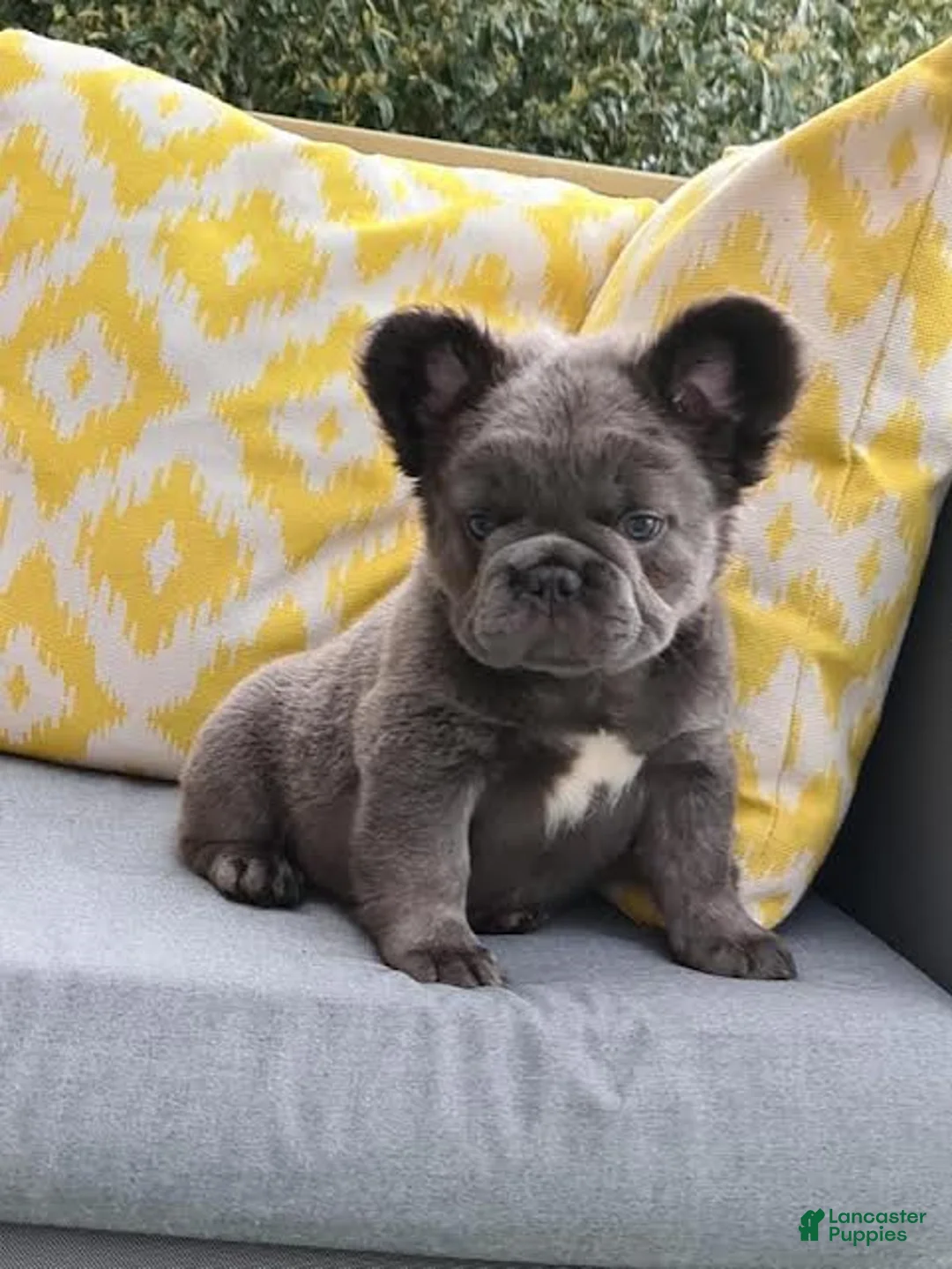 French Bulldog dogs for sale: Butter Bear  - Ad 1