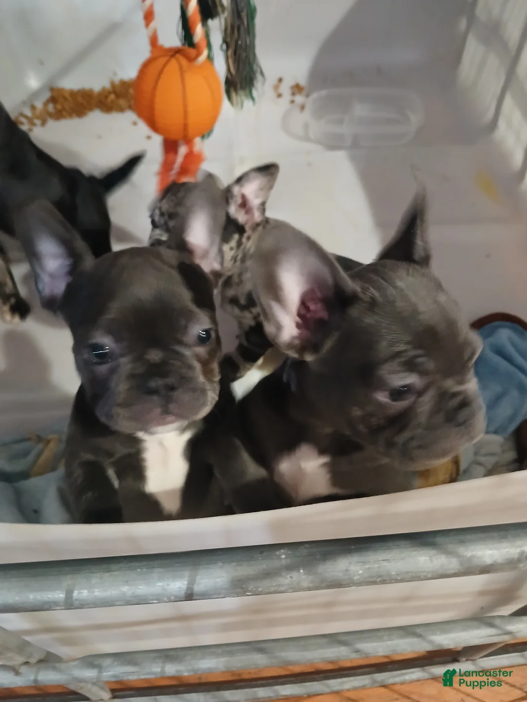 French Bulldog dogs for sale: Lily - Ad 3