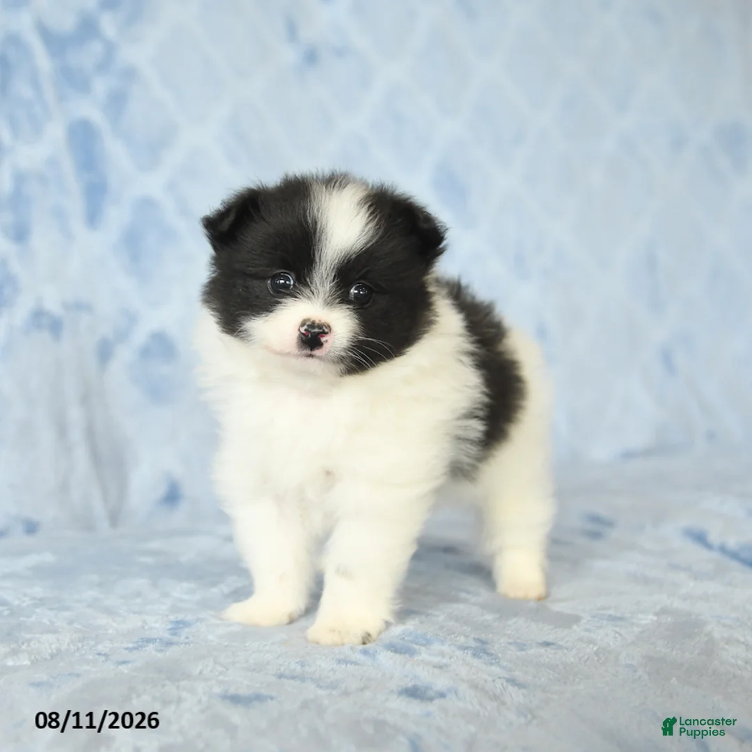 Pomeranian dogs for sale: Carly - Ad 2